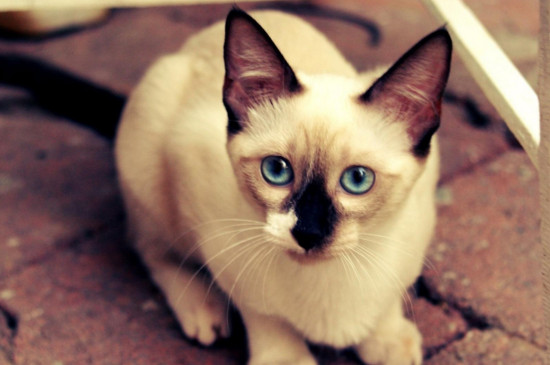不掉毛的猫猫品种，掉毛少的猫排行榜