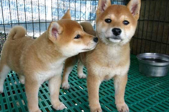 柴犬饲养禁忌