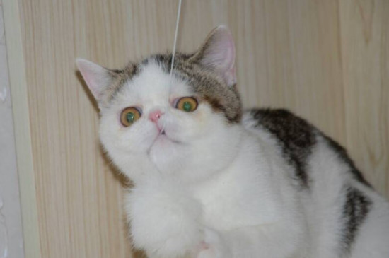 猫会不会游泳