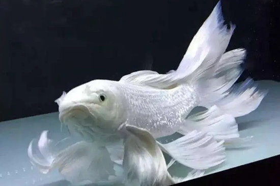 蝴蝶鲤怎么养