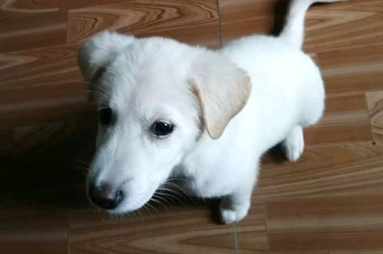 狗狗拉稀像泥浆很臭
