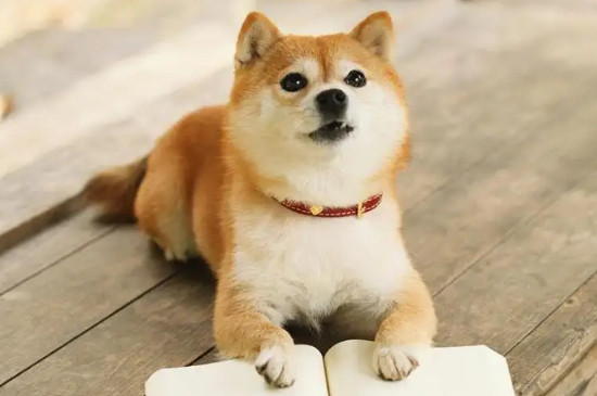冬天5℃柴犬睡阳台会不会冷
