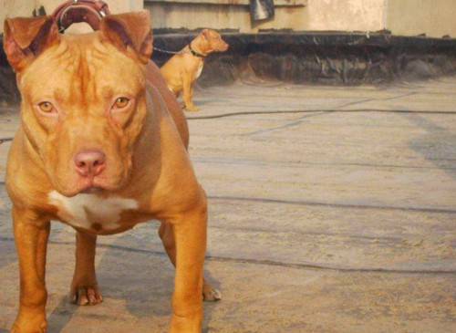 山上猎野猪最好的犬，打猎最厉害的狗排名