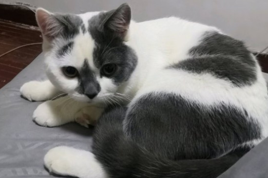 猫薄荷怎么用