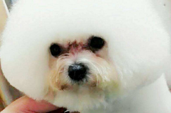 狗狗泪痕严重怎么办