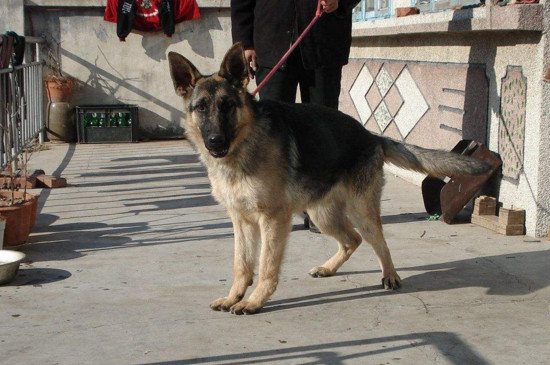 德国牧羊犬咬人吗