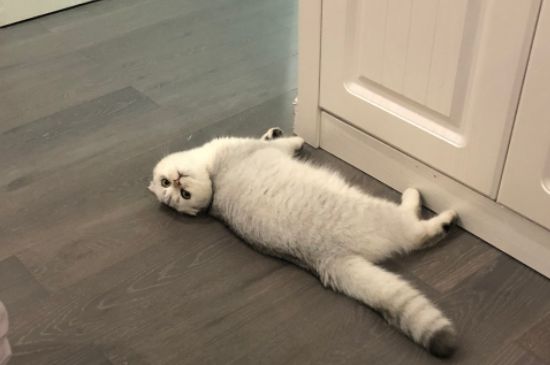 猫吃了老鼠药怎么解救
