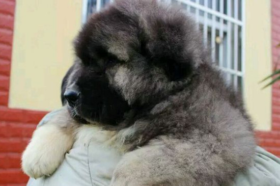 详细的高加索犬介绍，性格身高体重智力全面讲解