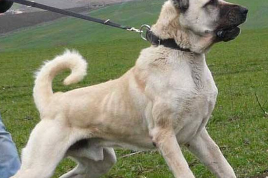 坎高犬到成年要多久