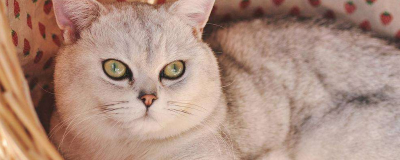 猫咪发腮吃什么食物