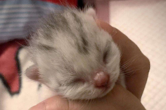 小猫多久睁眼