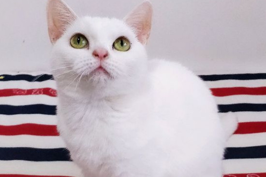 价格在1000以内的猫有哪些，最便宜的宠物猫品种推荐