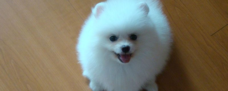 幼犬怎么看长大后体型