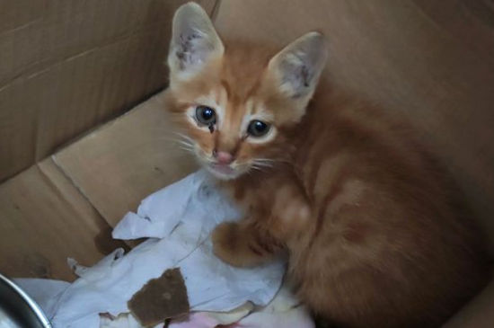 生小猫间隔多久生一只