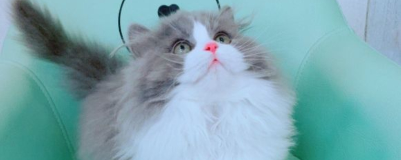 猫咪发出低吼什么意思