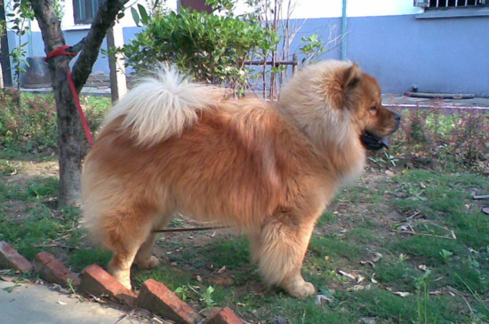 松狮犬性格和特点