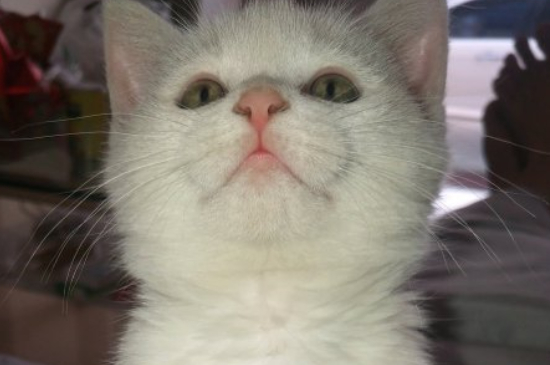 不认识的猫在门口叫