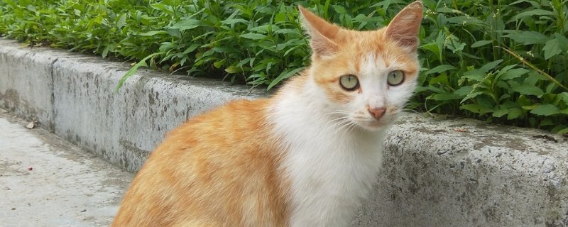 流浪猫吃火腿肠吗，可以喂流浪猫吃什么
