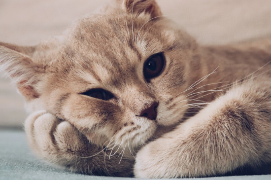 猫咪吃了熟蛋白会怎样