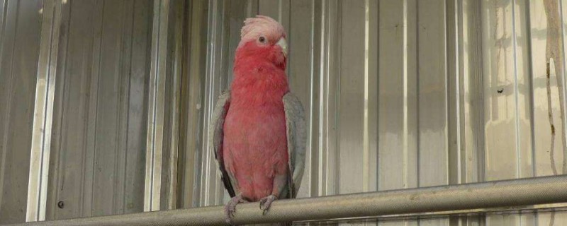 鹦鹉脚环号代表什么