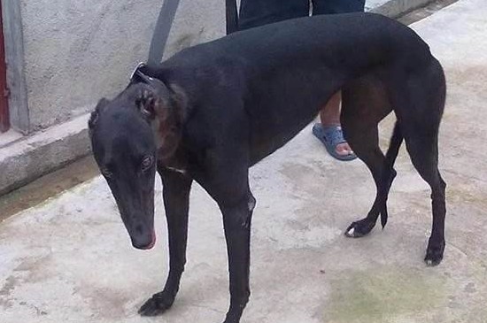 格力犬发情是什么样子，格力母犬发情期的3种表现