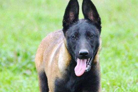 怎样鉴别马犬幼犬好坏，性格温顺毛发不杂并身形矫健