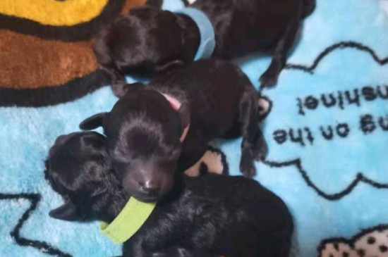 微小茶杯贵宾犬要多少钱，价格一般在6000元以上