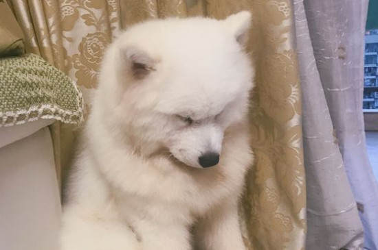 萨摩耶公犬发情期症状