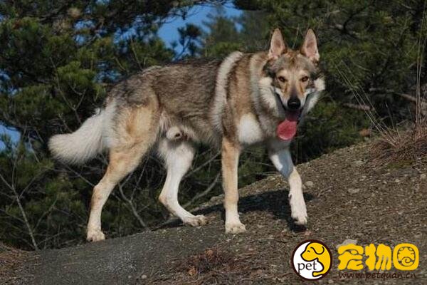 捷克狼犬简直和狼一模一样，国内却出现假冒狼犬害人