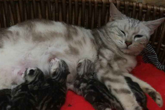 母猫生产当天的症状
