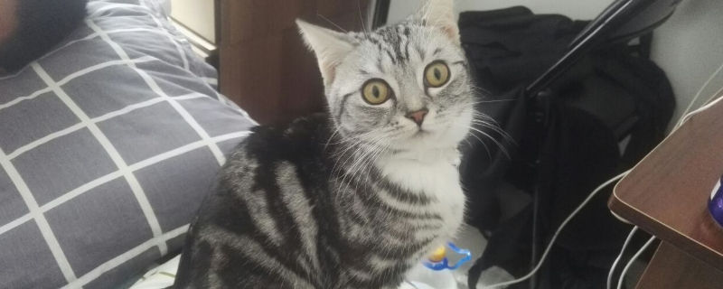 生小猫间隔多久生一只