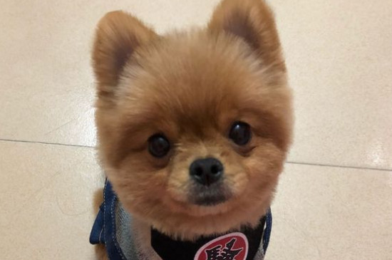 公犬尿道口黄脓怎么治