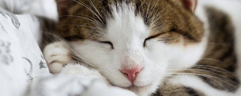 猫杯状病毒用什么药