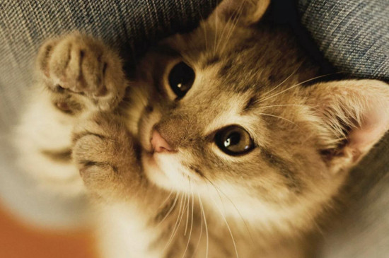 怎么确定猫认主人了，猫咪认定主人的表现