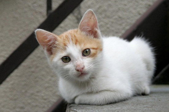 猫到底是招财还是来灾，猫来家里有什么预兆