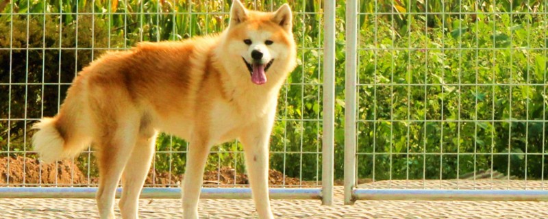 秋田犬的性格特点