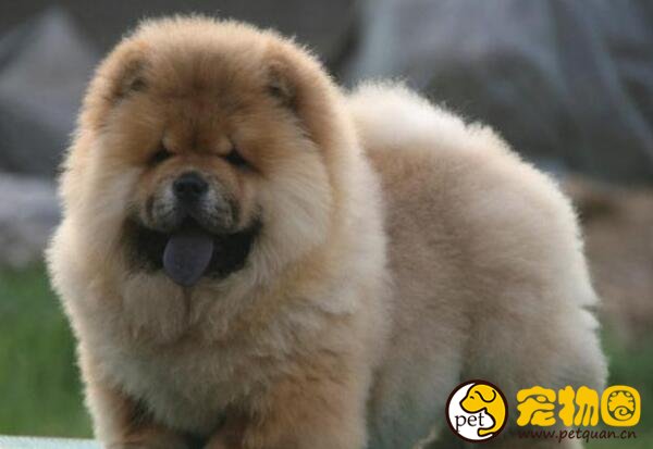 松狮犬好养么，缺点比较多新手养起来会很麻烦