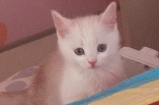 洁尔阴一比几给猫洗澡
