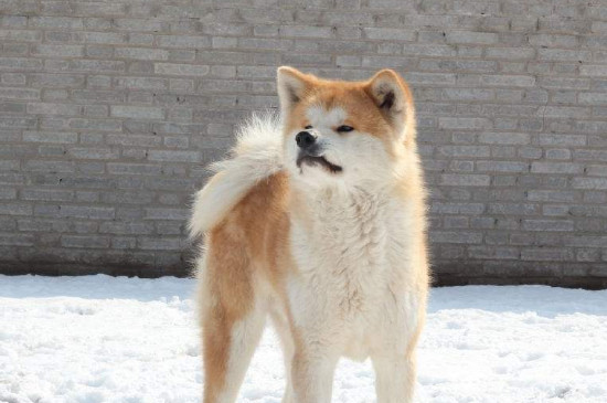 狗狗种类