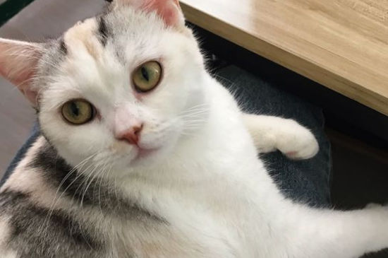 猫咪的黄疸多久死