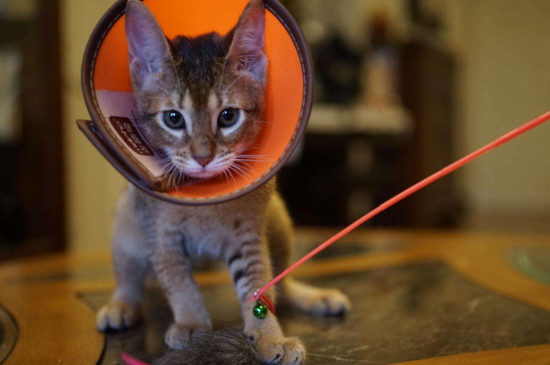 猫得了猫癣怎么办