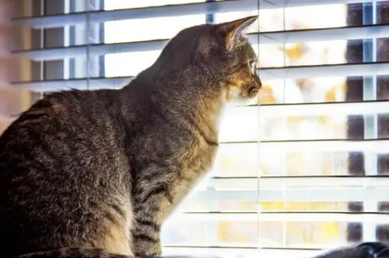 把猫关在一个房间可以吗