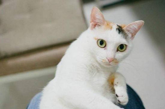 猫咪不吃东西但很活泼