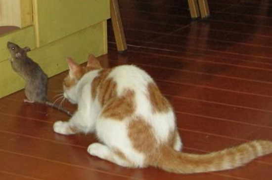猫为什么会抓老鼠