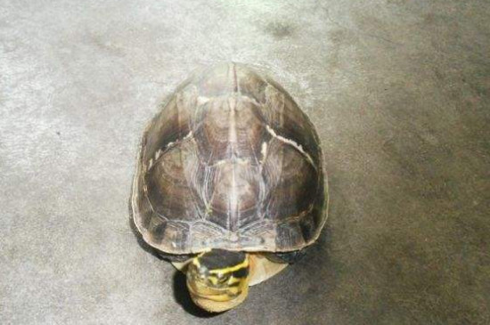 安布闭壳龟怎么养