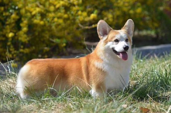 柯基犬好养吗