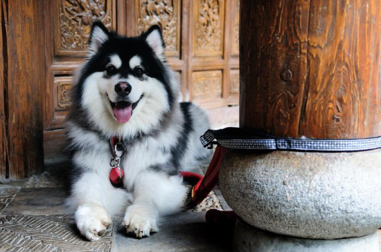 42种名犬