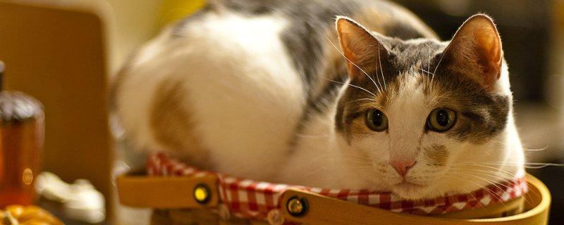 猫不吃不喝没精神
