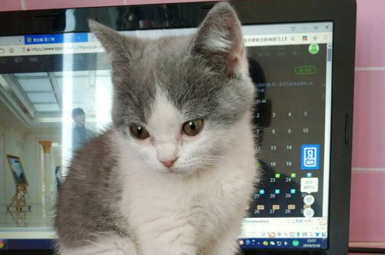 猫咪鼻子不通气像鼻塞