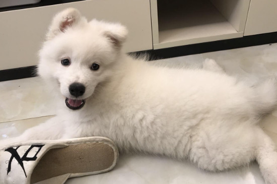 可爱的狗品种